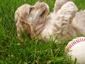 Naughty puppy with baseball Royalty Free Stock Photo