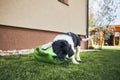 Naughty puppy fighting with watering can