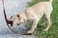 Naughty Puppy Plays with Leash Royalty Free Stock Photo