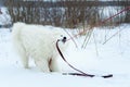 Naughty Samoyed puppy plays with the owner in the winter