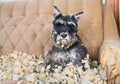 Naughty schnauzer