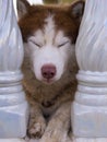 Naughty Siberian Husky Dog Sitting Sleep