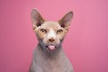 Naughty Sphynx cat sticking out tongue looking funny