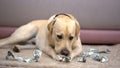 Naughty thoroughbred dog chewing dollar banknotes, lack of house pet discipline
