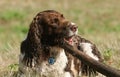 A naughty wet but very cute English Springer Spaniel Dog lying down in a field chewing on a very large stick which it carried out