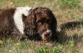 A naughty wet but very cute English Springer Spaniel Dog lying down in a field chewing on a very large stick which it carried out