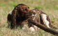 A naughty wet but very cute English Springer Spaniel Dog lying down in a field chewing on a very large stick which it carried out