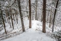 Mound in winter forest Royalty Free Stock Photo