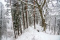 Mound in winter time Royalty Free Stock Photo