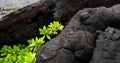 Naupaka Kahakai breaks through lava field Royalty Free Stock Photo