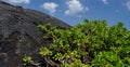 Naupaka Kahakai takes over lava field rocks Royalty Free Stock Photo