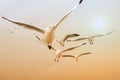 Flock of seagull seabird flying together in golden sky of sunset Royalty Free Stock Photo