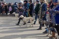 People in national Kazakh costumes and dogs of the Kazakh breed Tazy at the Nauryz holiday.