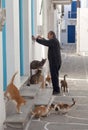 Aged man feeding homeless cats on the street Royalty Free Stock Photo