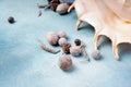 Nautical background with big seashell and dried preserved botany blend Royalty Free Stock Photo