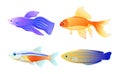 Nautical Fish Specie Color Vector Illustration