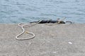 Nautical image of old coiled rope on quayside beside harbour Royalty Free Stock Photo