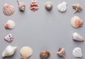 Nautical summer background. Frame from sea shells of different shapes and colors on gray stone background. Elegant minimalist Royalty Free Stock Photo