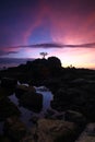 Isolated tree during sunset Labuan Island