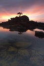 Isolated tree bonsai Nautical Twillight Labuan Island II