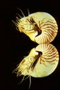 NAUTILE nautilus macromphalus Royalty Free Stock Photo