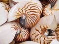 Nautilius shells Royalty Free Stock Photo