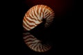 Nautillus shell on black background