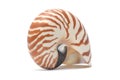 The Nautillus shell on white background