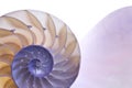 Nautilus Royalty Free Stock Photo