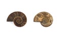 Nautilus ammonite fossil shell isolated Royalty Free Stock Photo