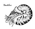 Nautilus, cephalopod, black and white graphic