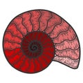 Nautilus cephalopods. Sketch scratch board imitation. Red color shade.