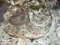 Nautilus fossil Royalty Free Stock Photo