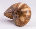 Nautilus fossil specimen found in Madagascar isolated on white Royalty Free Stock Photo
