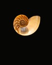 Nautilus Fossil Shell Sliced Open Royalty Free Stock Photo