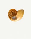 Nautilus Fossil Shell Sliced Open Royalty Free Stock Photo