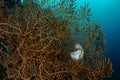 Nautilus in giant sea fan