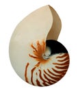 Nautilus isolated on whithe Royalty Free Stock Photo