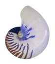 Nautilus isolated on white Royalty Free Stock Photo