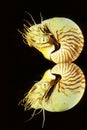Nautilus, nautilus macromphalus Royalty Free Stock Photo