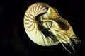 Nautilus, nautilus macromphalus Royalty Free Stock Photo