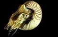 Nautilus, nautilus macromphalus Royalty Free Stock Photo