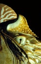 Nautilus, nautilus macromphalus, Close up of Head Royalty Free Stock Photo