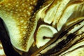 Nautilus, nautilus macromphalus, Close up of Head Royalty Free Stock Photo