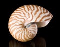 Nautilus pompilius