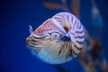 Nautilus pompilius or chambered nautilus, is a cep