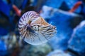 Nautilus pompilius or chambered nautilus, is a cephalopods with