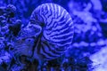 Nautilus Pompilius clam sits on a coral