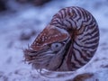 Nautilus pompilius close up in aquarium