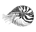 Nautilus pompilius mollusc vector art